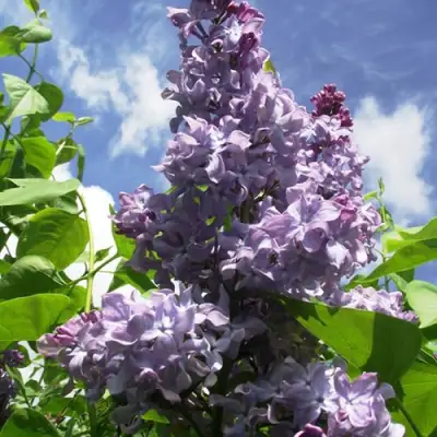 Сирень КРЫЛЬЯ НАДЕЖДЫ в Колодищи