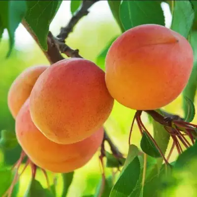 Абрикос ДЕБЮТ в Колодищи