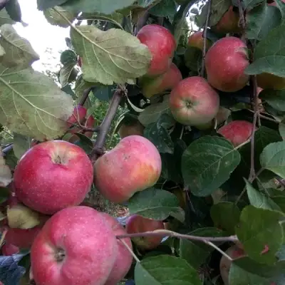 Яблоня АЛЬВА в Колодищи
