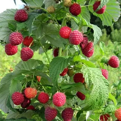 Малина БРУСИЛОВСКАЯ в Колодищи