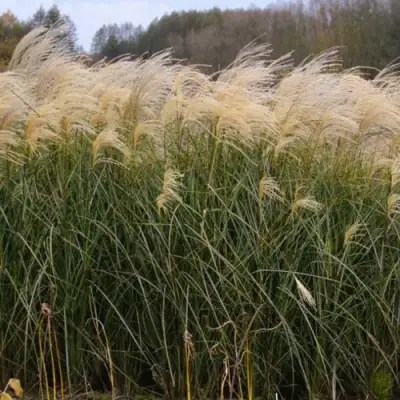 Мискантус ВАНИЛЛА СКАЙ китайский в Колодищи