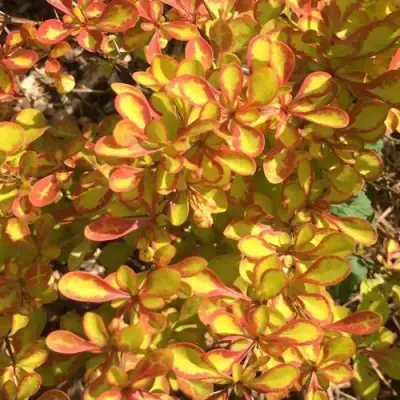 Барбарис САММЕР САНСЕТ тунберга в Колодищи