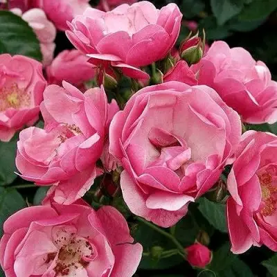 Роза АНГЕЛА флорибунда в Колодищи