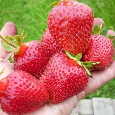 Клубника ЭЛИАНЕ в Колодищи