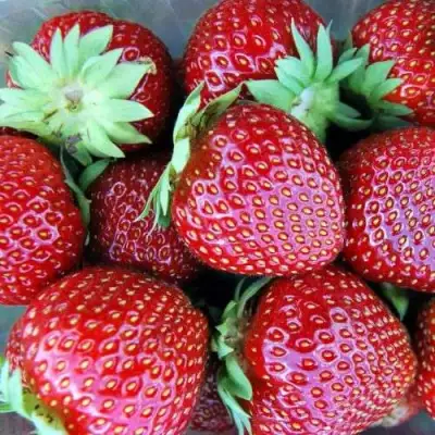 Клубника МАЛЬВИНА в Колодищи