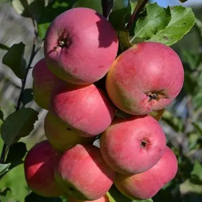 Яблоня ВЭМ-РОЗОВЫЙ в Колодищи
