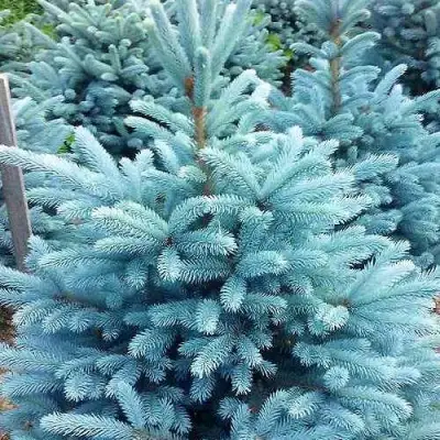 Ель МАДЖЕСТИК БЛЮ колючая в Колодищи