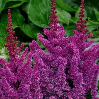 Астильба БЛЭК ЭНД БЛУ китайская в Колодищи