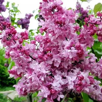 Сирень ОЛИМПИАДА КОЛЕСНИКОВА в Колодищи