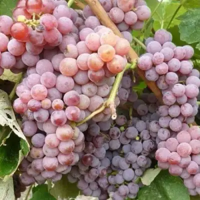 Виноград РИЛАЙНС ПИНК СИДЛИС в Колодищи