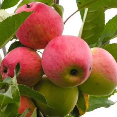 Яблоня МЕЧТА в Колодищи