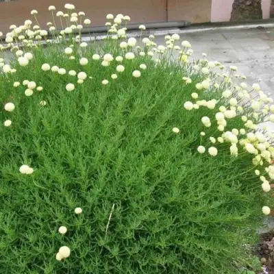 Сантолина зеленеющая в Колодищи