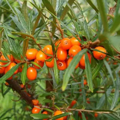 Облепиха БОТАНИЧЕСКАЯ в Колодищи