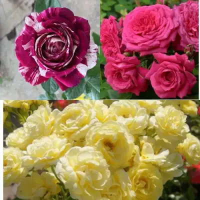 Комплект РОЗОВЫЙ АКЦЕНТ в Колодищи