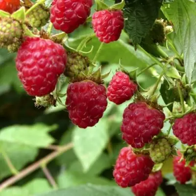 Малина ПРИМАРА в Колодищи