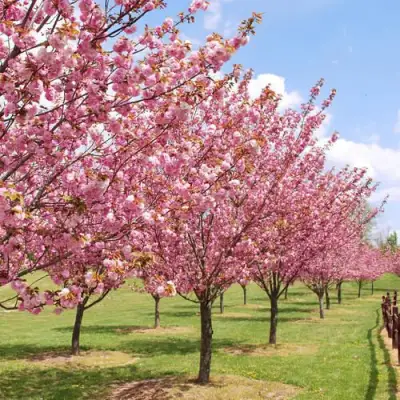 Сакура КАНЗАН в Колодищи
