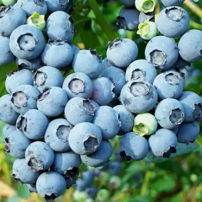 Голубика ПУРУ в Колодищи