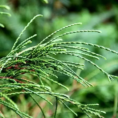 Туя ВИПКОРД складчатая в Колодищи