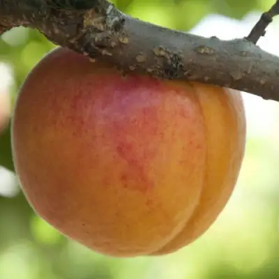  АПРИУМ в Колодищи