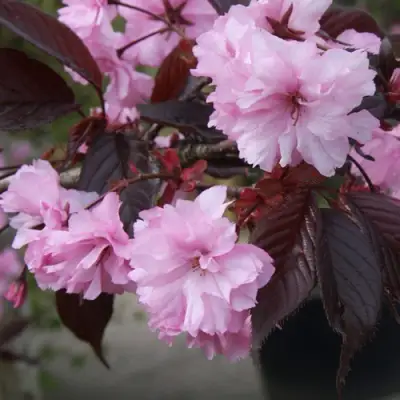 Сакура РОЯЛ БУРГУНДИ в Колодищи