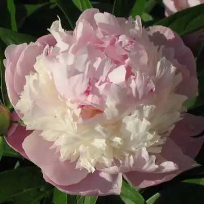 Пион ЩЕРБЕТ травянистый в Колодищи