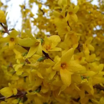 Форзиция ТАРАНДТ промежуточная в Колодищи