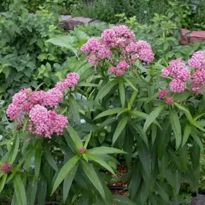 Ваточник МЯСО-КРАСНЫЙ в Колодищи