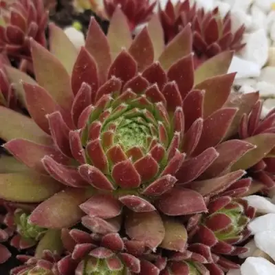 Молодило ЛЮФТШПРУНГ в Колодищи