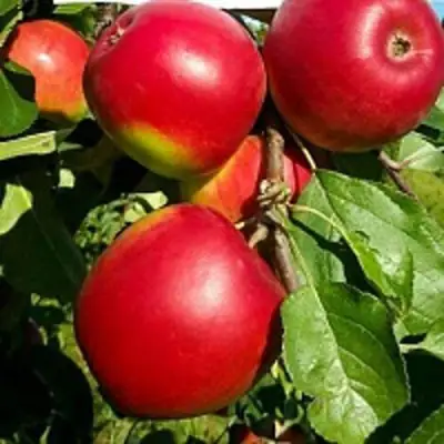 Яблоня РЕДФРИ в Колодищи
