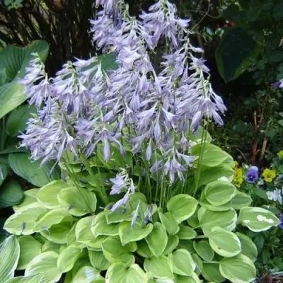 Хоста ГОЛДЕН ТИАРА в Колодищи