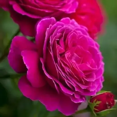 Роза МАЛИНОВЫЙ ЗВОН чайно-гибридная в Колодищи