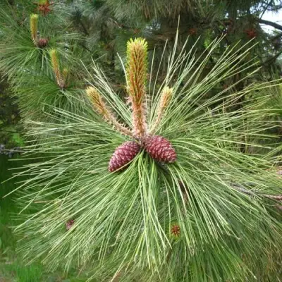 Сосна желтая  в Колодищи