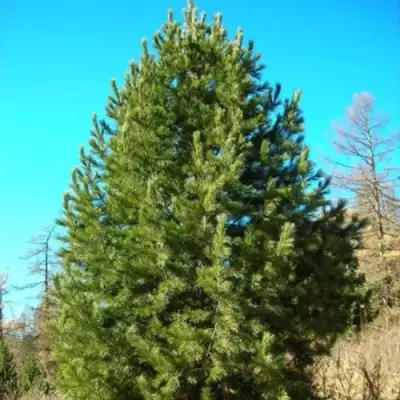 Сосна кедровая сибирская в Колодищи