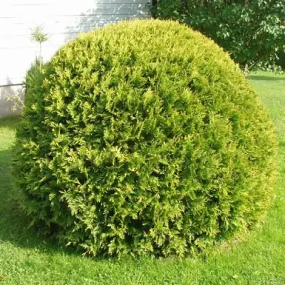 Туя ДАНИКА АУРЕА западная в Колодищи