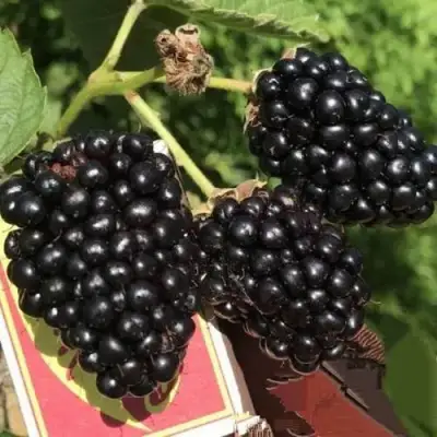 Ежевика ПРАЙМ АРК 45 ремонтантная   в Колодищи