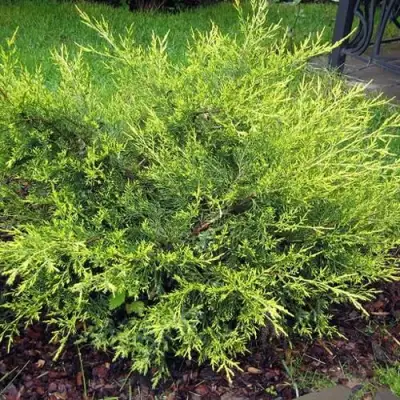 Можжевельник КУРИВАО ГОЛД китайский в Колодищи