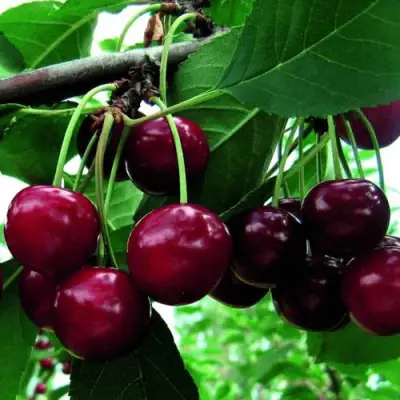 Дюк ЖИВИЦА (ЧЕРЕВИШНЯ) в Колодищи