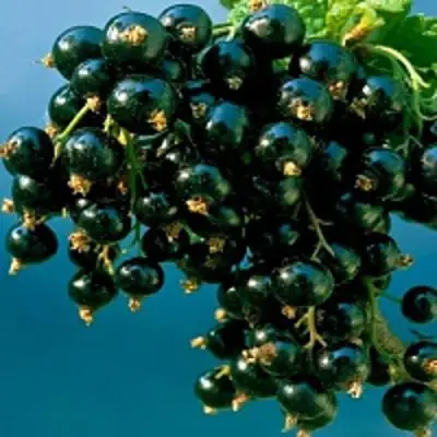 Смородина чёрная ИЗЮМНАЯ в Колодищи