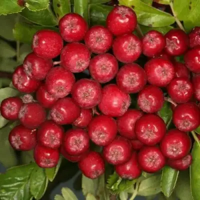 Рябина РУБИНОВАЯ сладкоплодная в Колодищи