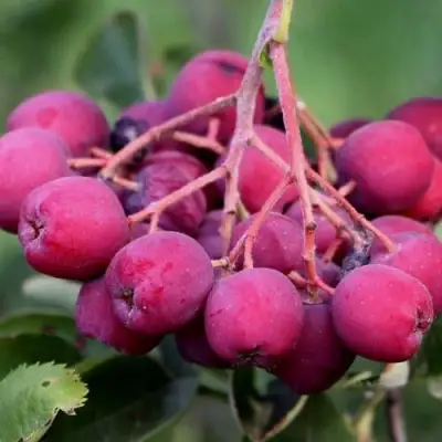 Рябина ДЕСЕРТНАЯ МИЧУРИНА сладкоплодная в Колодищи