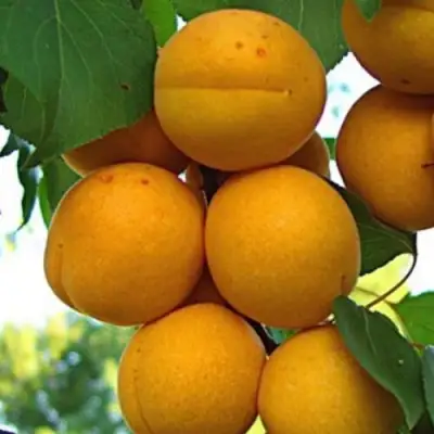 Абрикос ОНТАРИО в Колодищи