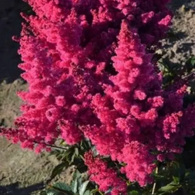 Астильба ЛАКИ ДЕЙ Арендса в Колодищи