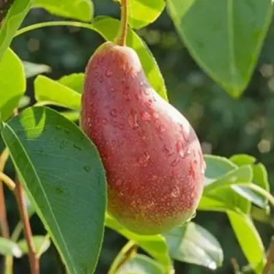 Груша ЯКОВЛЕВСКАЯ в Колодищи