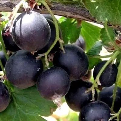 ЙОШТА в Колодищи