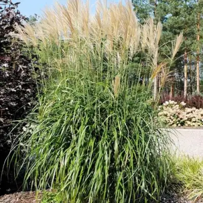 Мискантус ВАНИЛЛА СКАЙ китайский в Колодищи