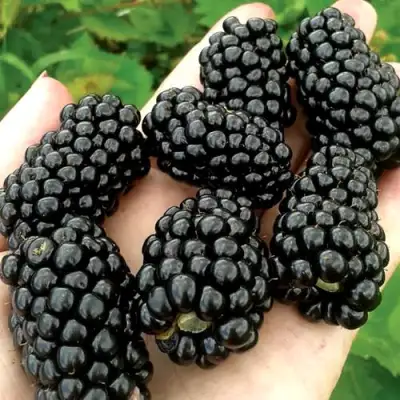 Ежевика ПРАЙМ АРК ФРИДОМ ремонтантная  в Колодищи