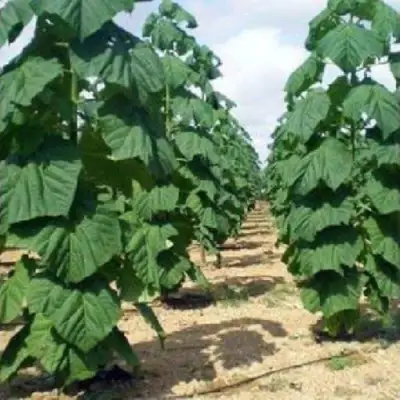 Павловния ПАО ТОГН Z07 в Колодищи