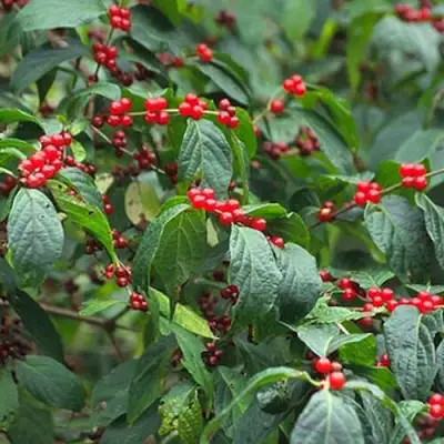 Жимолость МААКА в Колодищи