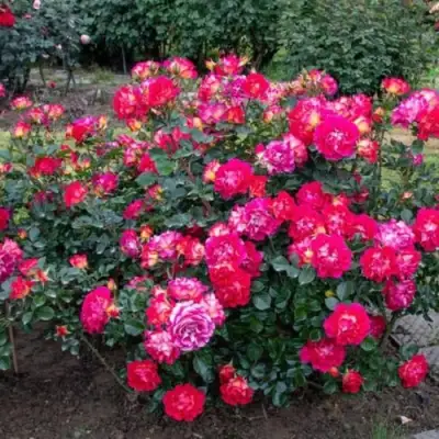 Роза БРЕРА флорибунда в Колодищи