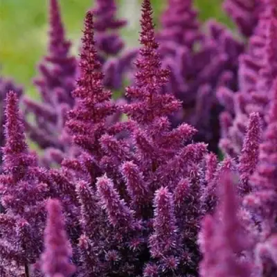 Астильба ПЕПЛ РЕЙН гибридная в Колодищи